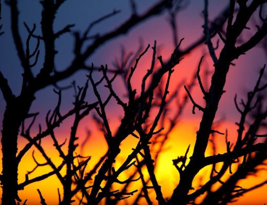 the many colors of a grand canyon sunset with silhouetted twigs in the foreground