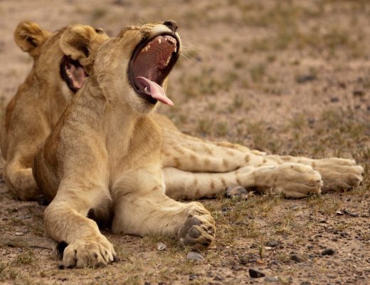 two young lion cubs laying down with one yawning