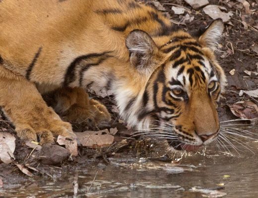 a young adult tiger sipping water at a watering hole in ranthambore national park, India