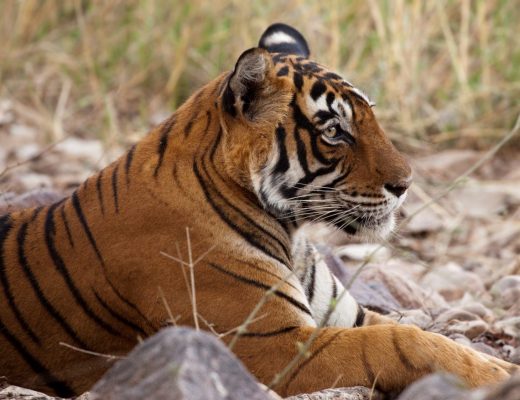 a profile view of a tiger in ranthambore national park, India