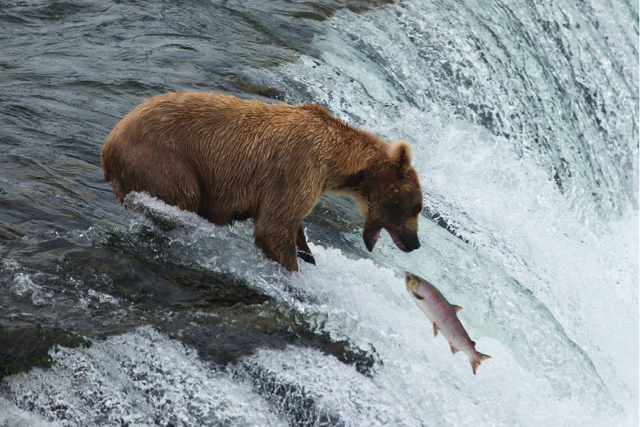 a moment frozen in time as a bear attempts to catch a leaping salmon at brooks falls, Katmai, Alaska