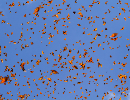 monarch butterflies amassed in the air all flying at once against blue sky background