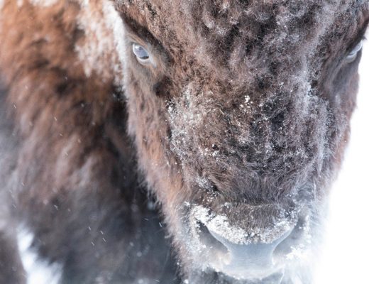 a close up photo of a bison's face while snow is falling, with snow on the face
