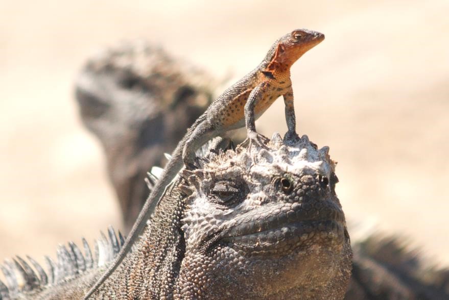 a small lava lizard perches on top of the head of a marine iguana in the galapagos islands