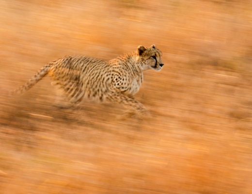 a spectacular blurred motion shot of a cheetah running across the kruger