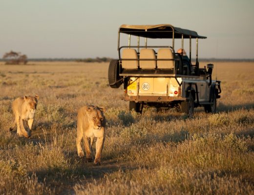 female lions prowl around a safari vehicle in Botswana