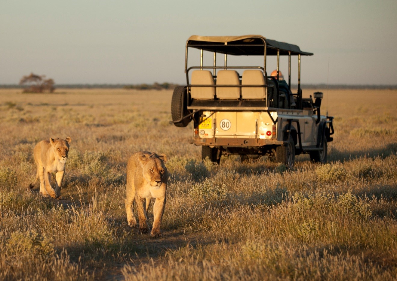 female lions prowl around a safari vehicle in Botswana