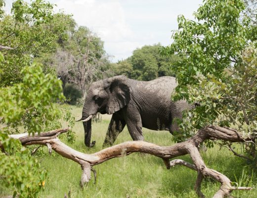 an elephant crosses into my field of view while photographing on an african safari