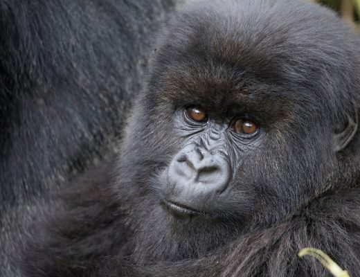 a young mountain gorilla stares at the camera in curiosity