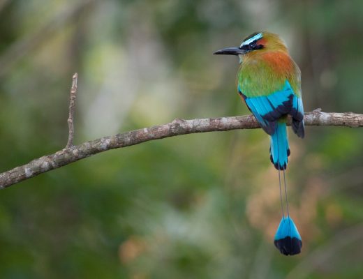 a photo of a mot mot sitting on a branch in the tropics