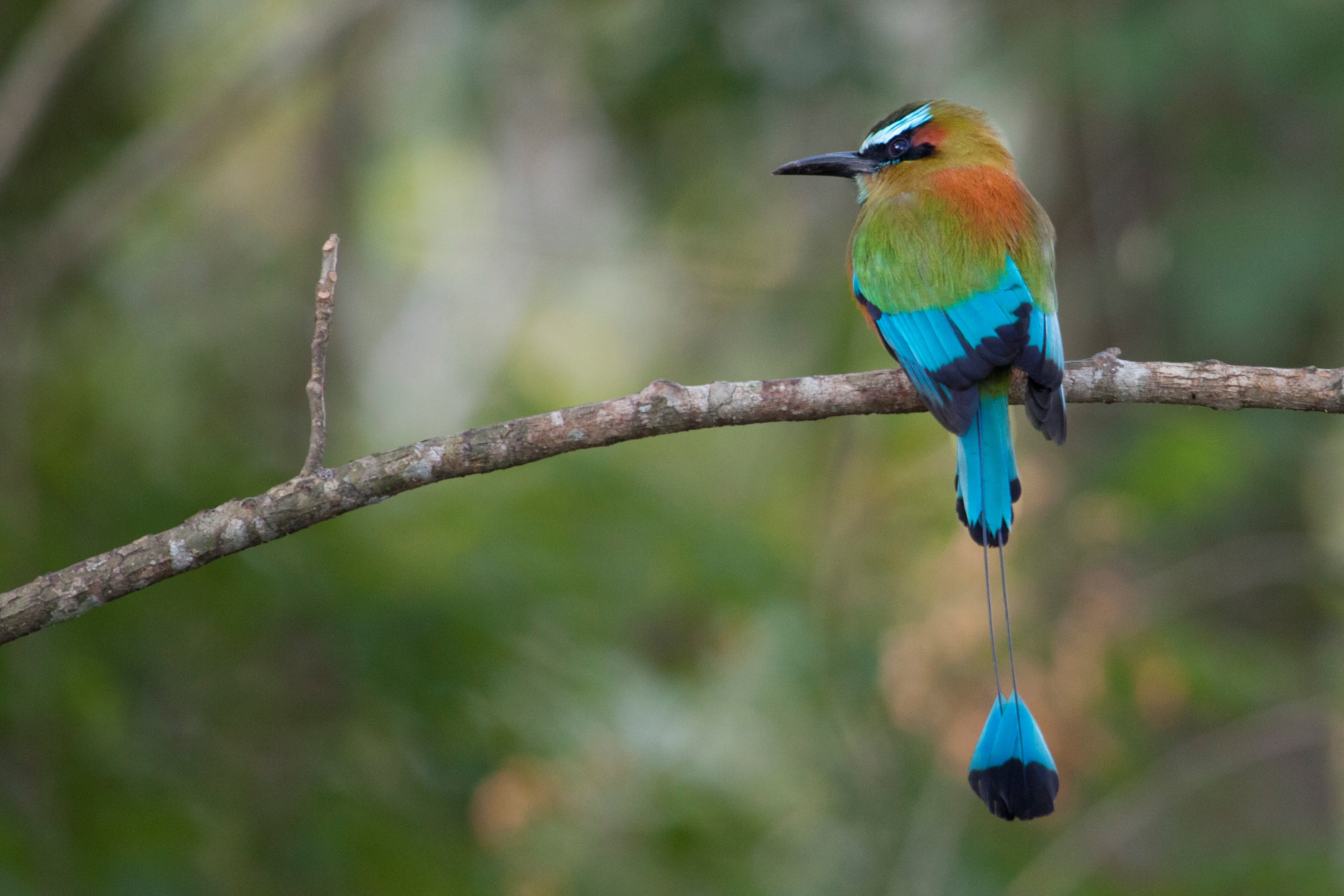 a photo of a mot mot sitting on a branch in the tropics