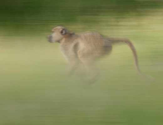 a slow shutter photo of a baboon running through the grasses of the masai mara