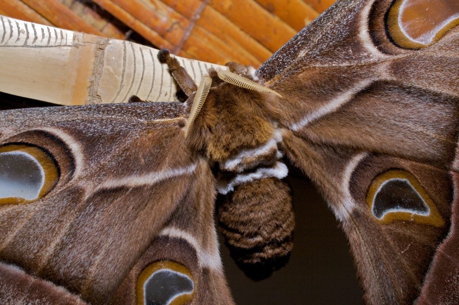a large hairy atlas moth with picture windows in its wings rests in a lodge in Papua new guinea