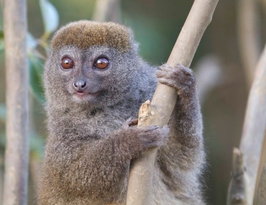 a lemur poses perfectly on lemur island at vakona lodge
