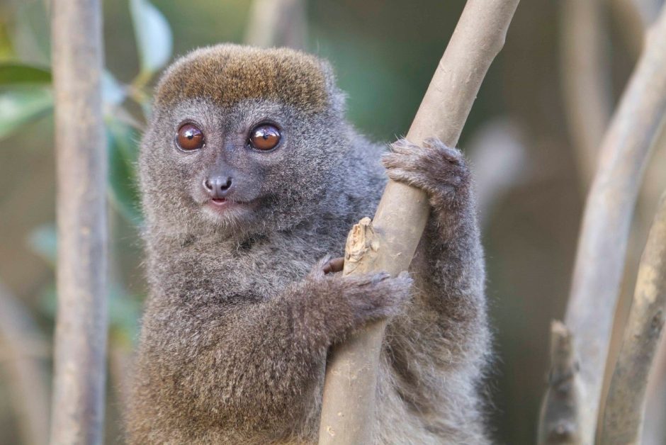 a lemur poses perfectly on lemur island at vakona lodge