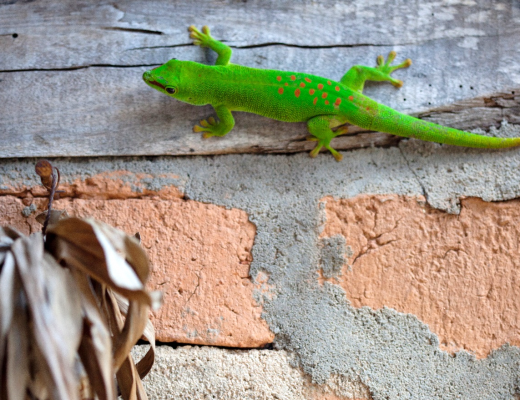 a contrasting scene of a day gecko on a brick wall outside of a lodge in madagascar