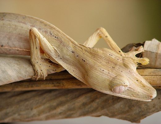 a lined leaf-tailed gecko slinks along a branch