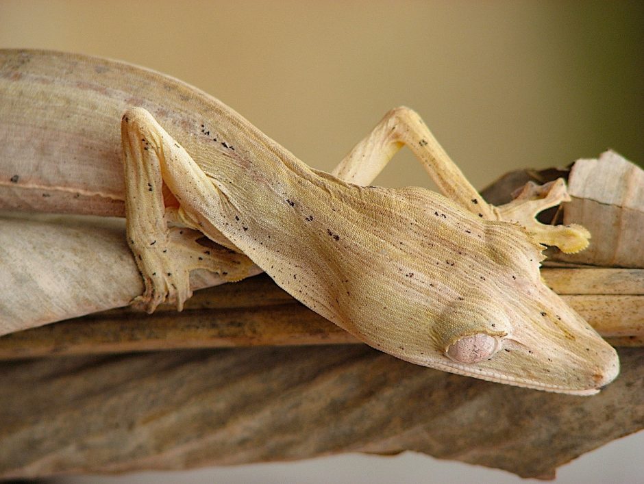 a lined leaf-tailed gecko slinks along a branch