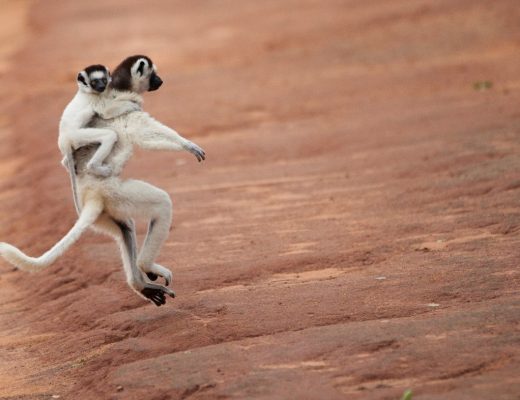 a mother coquerel's sifaka bounds down a trail with baby on back