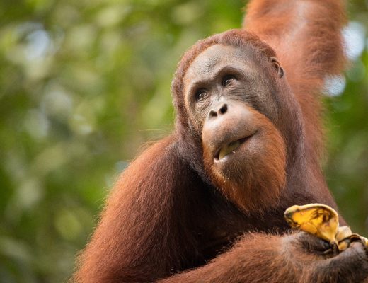 a male orangutan looks skyward while eating at Semenngoh Center in Borneo