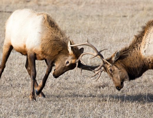 two bull elks lock antlers in the national elk refuge outside of Jackson WY