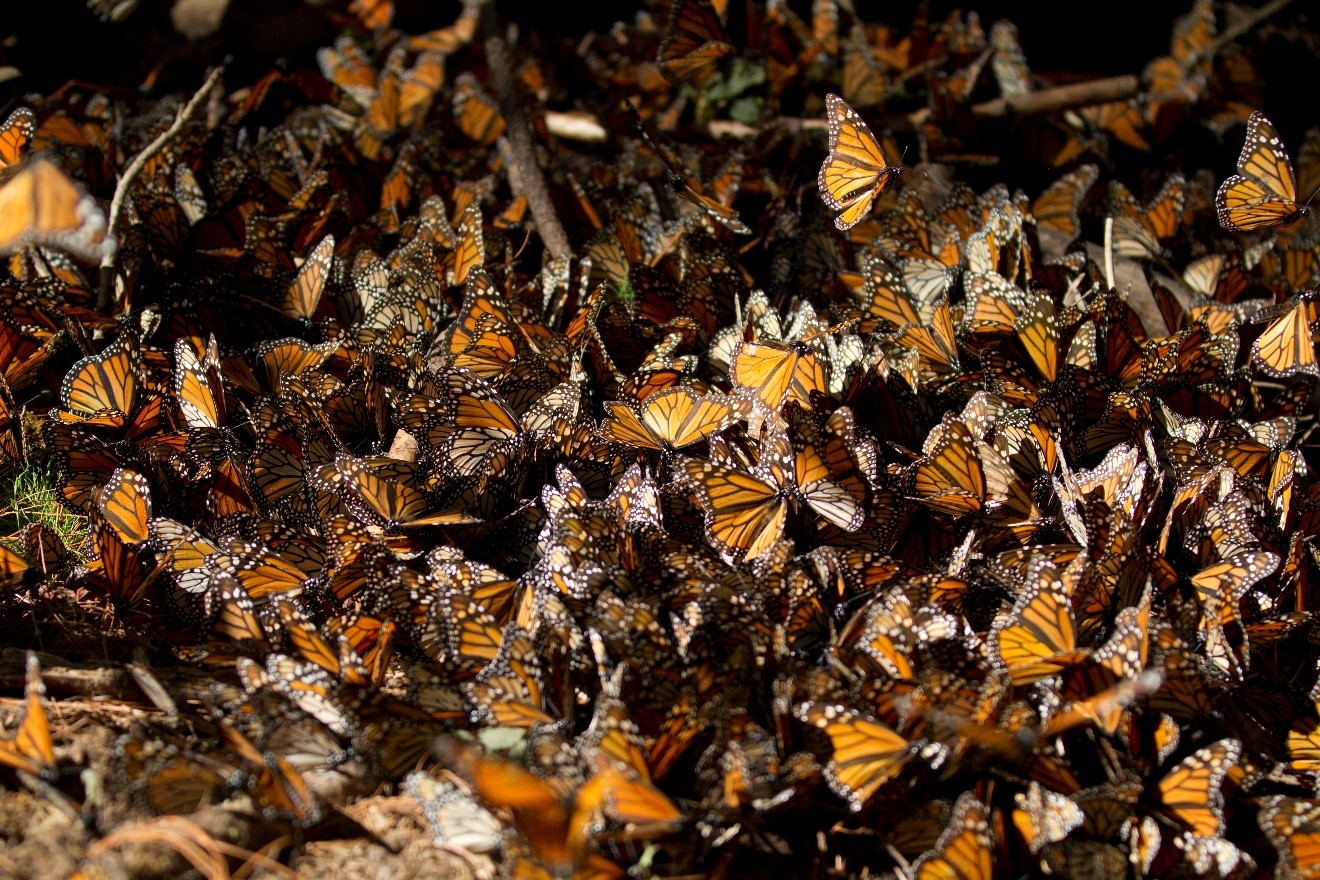 a burst of monarchs fly as they migrate and overwinter in mexico