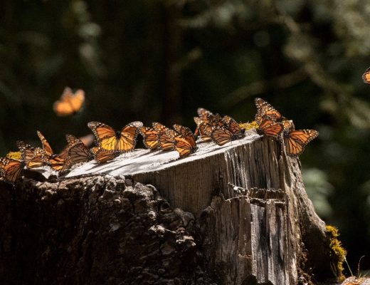 monarch butterflies take flight from a tree trunk