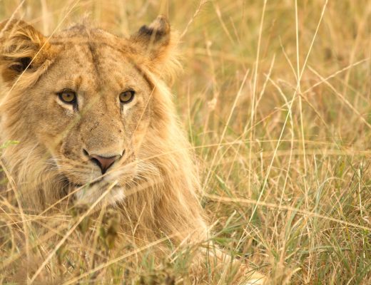 a young male lion rests in the tall grasses of the savanna in east africa