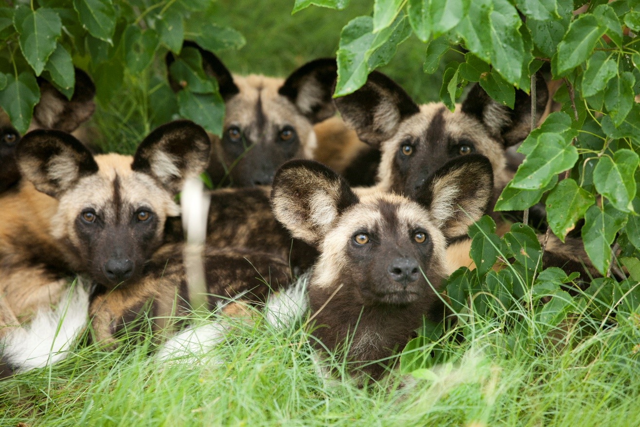 a pack of young wild dogs rests underneath green vegetation in Africa