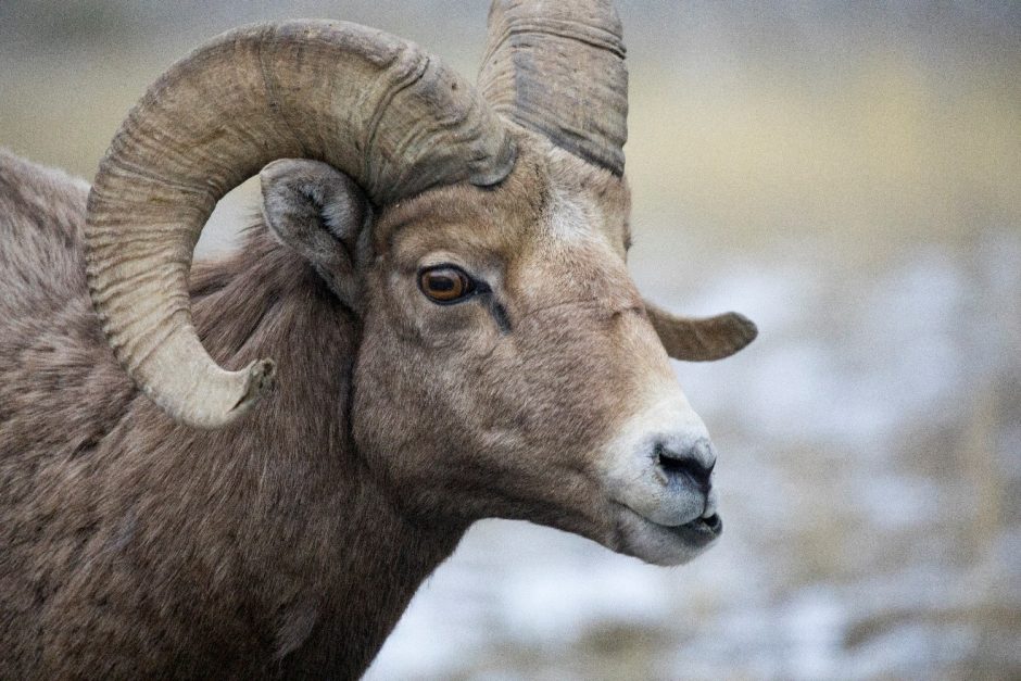 a ram big horn in yellowstone national park provides a great profile photo