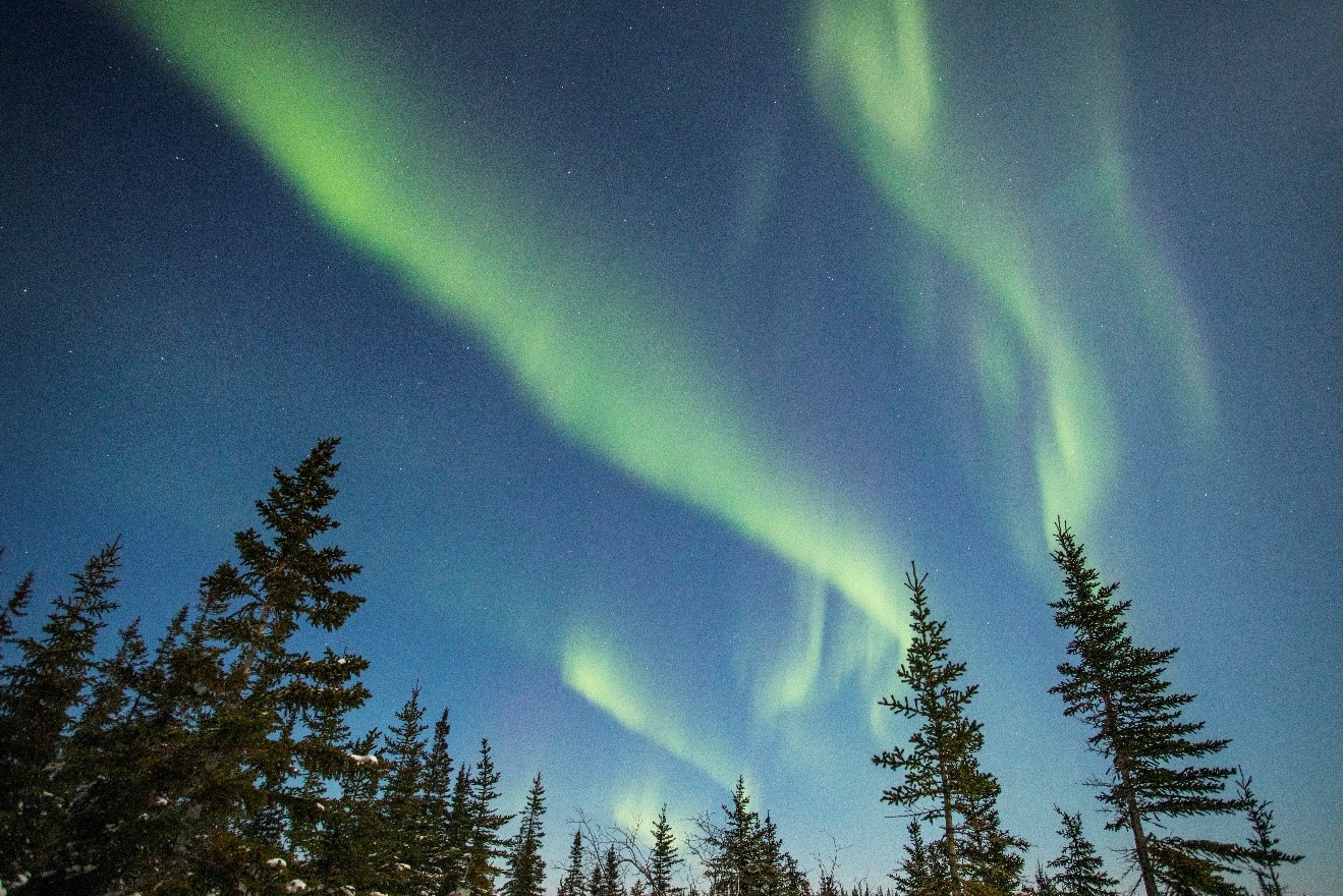 a photo of northern lights swirling over spruce trees in manitoba's tundra