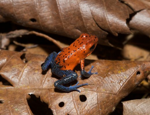 a colorful poison arrow frog rests on a leaf in Costa Rica