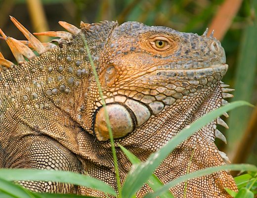 an orange tree iguana perches on a tree in costa rica