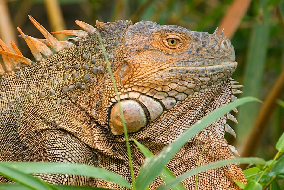 an orange tree iguana perches on a tree in costa rica