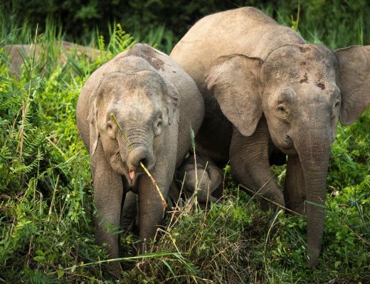 two elephants are riverside in kinabatangan, borneo