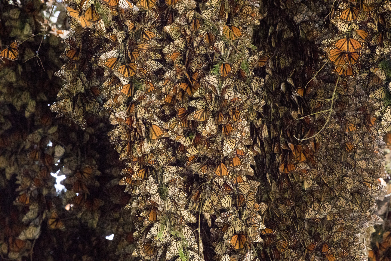 cluster of monarch butterflies hanging from a tree