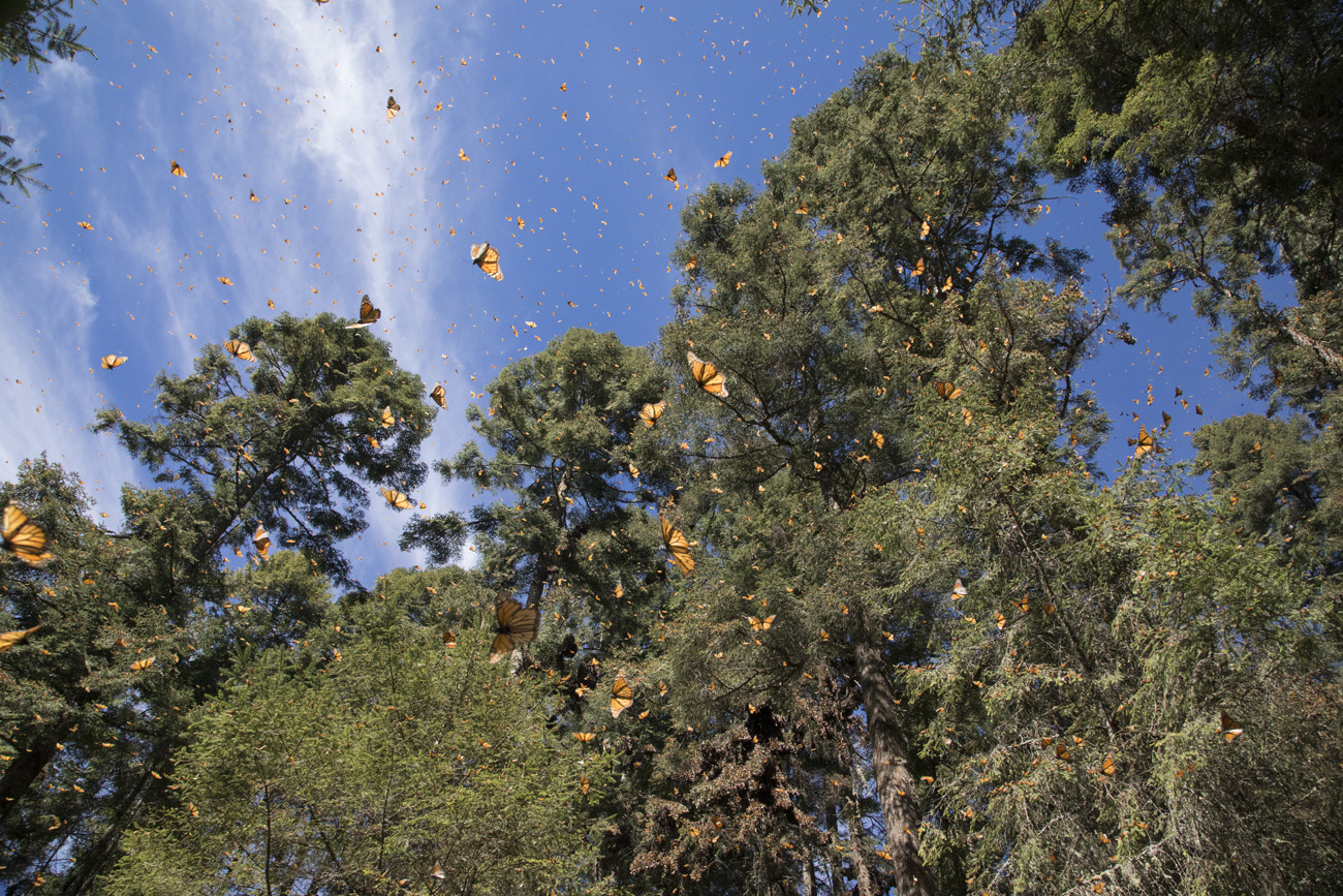 monarch butterflies are soaring through the air