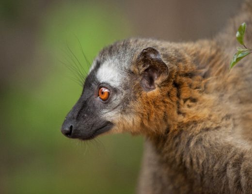 a common brown lemur profile