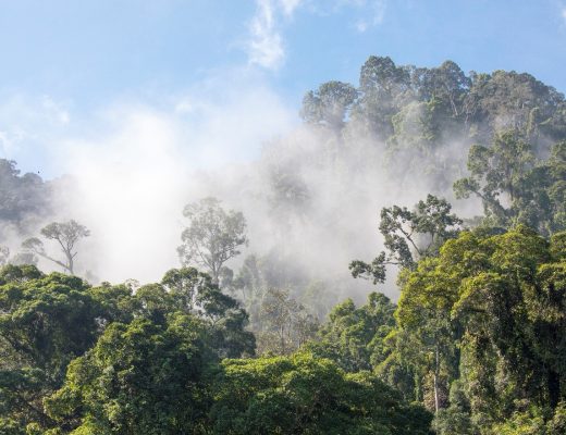 cloud lifts over the rain forest in borneo