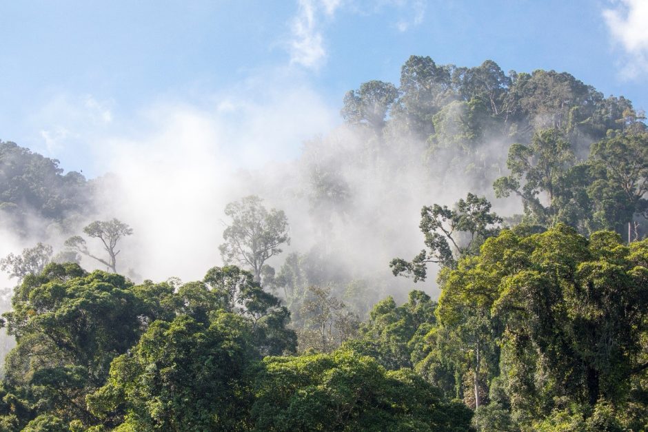 cloud lifts over the rain forest in borneo