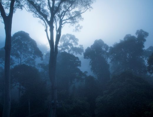 a cool blue dawn emerges in the borneo rain forest