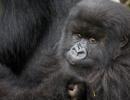 a young mountain gorilla looks at the camera