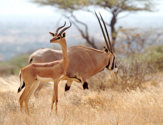 lighting is perfect on two species of african plains game in kenya