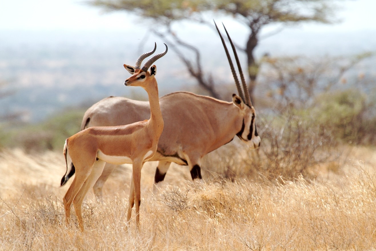 lighting is perfect on two species of african plains game in kenya