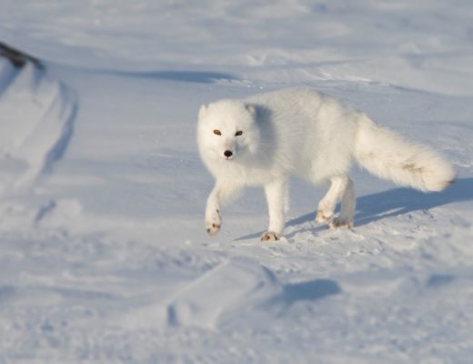 an arctic fox trots toward the camera