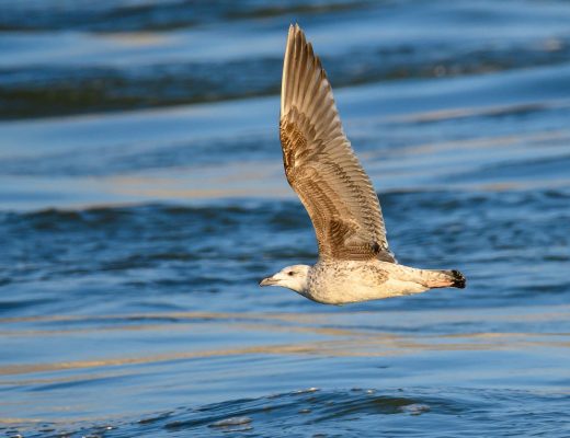 Great Black-backed Gull