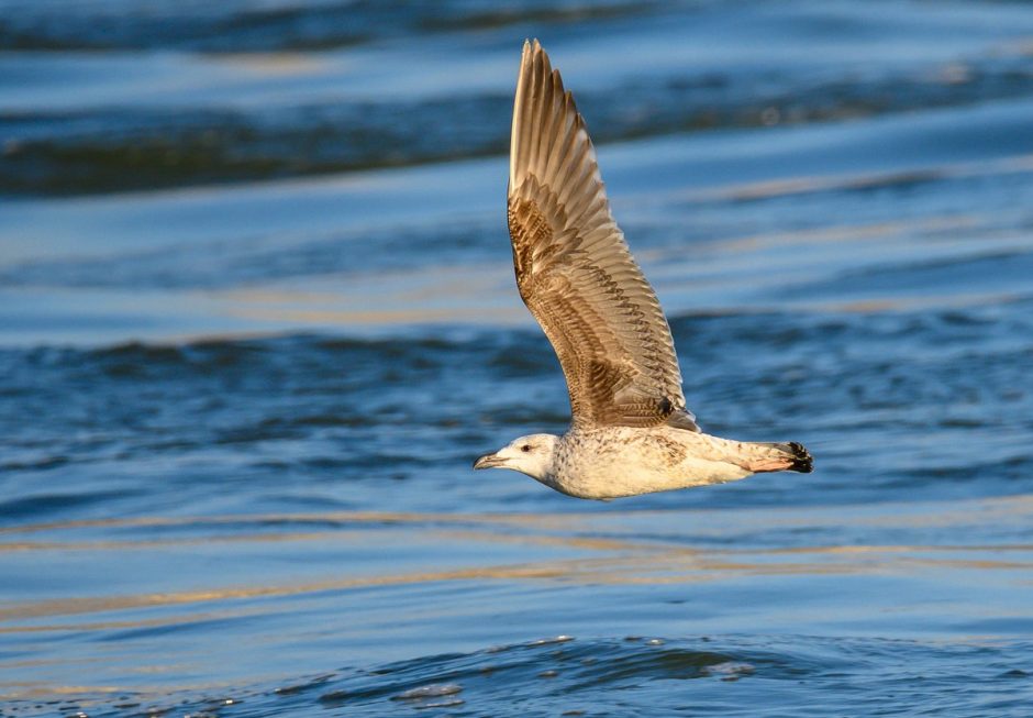 Great Black-backed Gull
