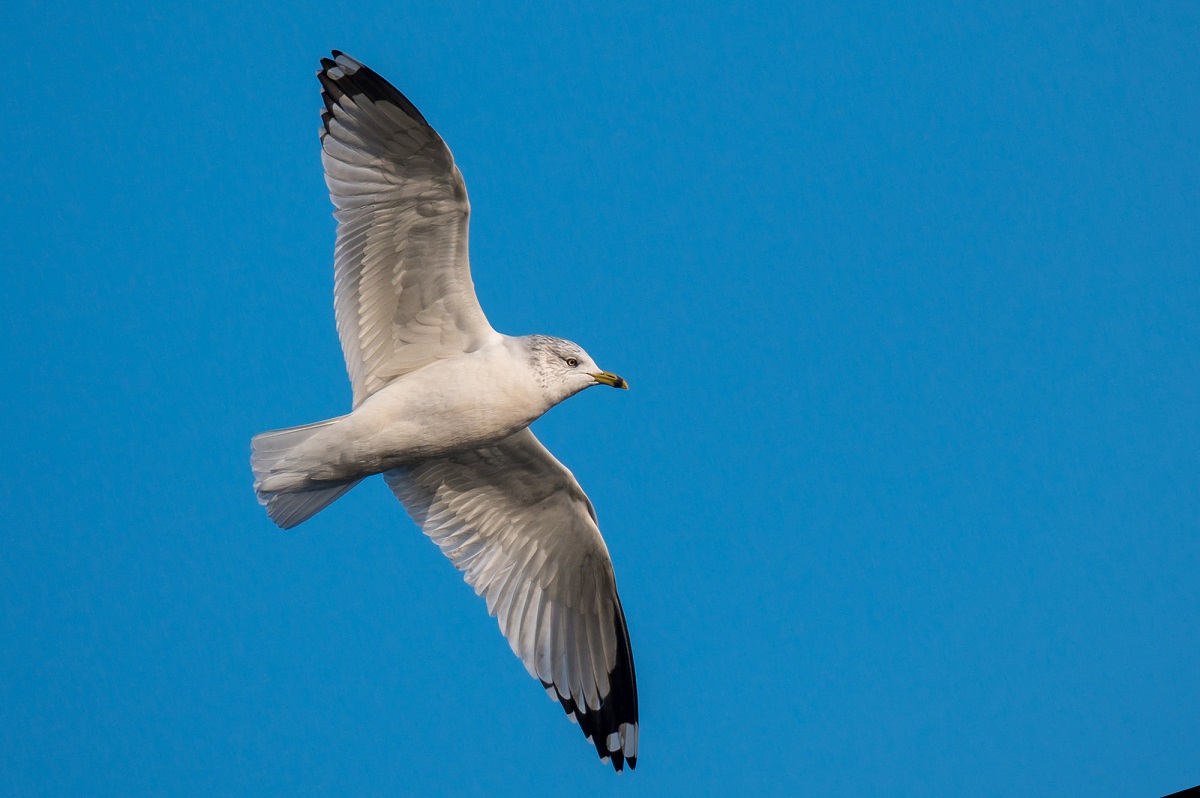 Ring-billed gull