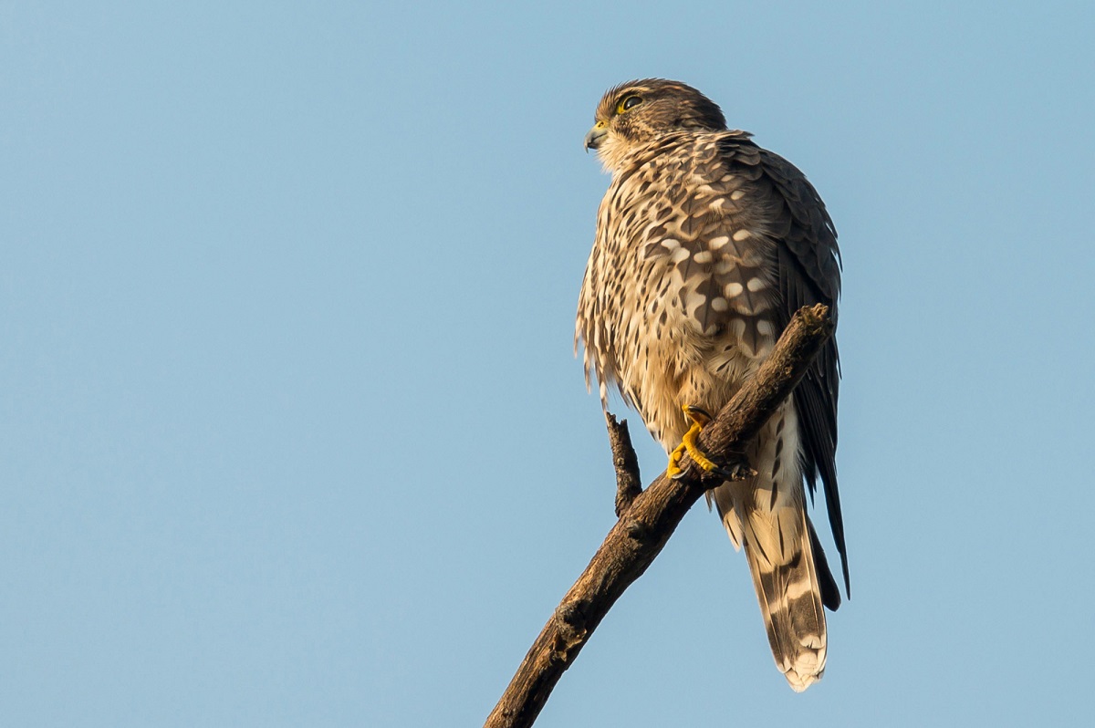 Kestrel
