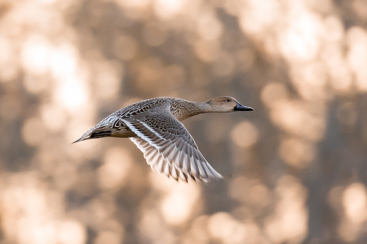 Pintail in flight